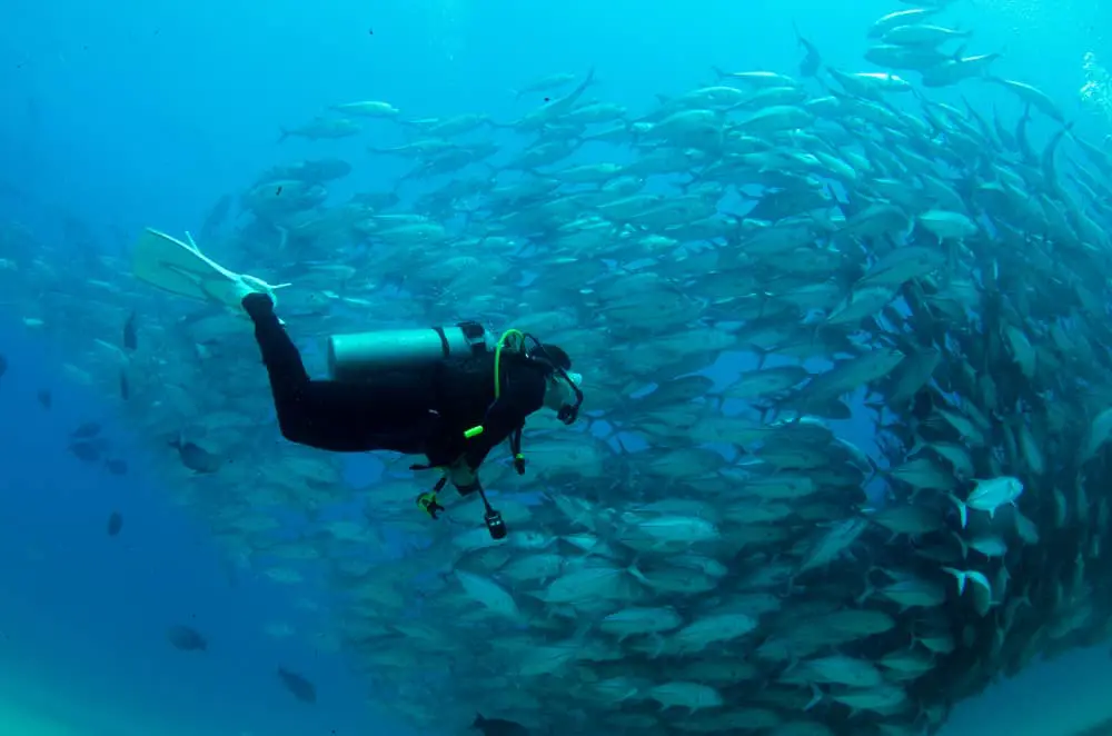 Diving with fish