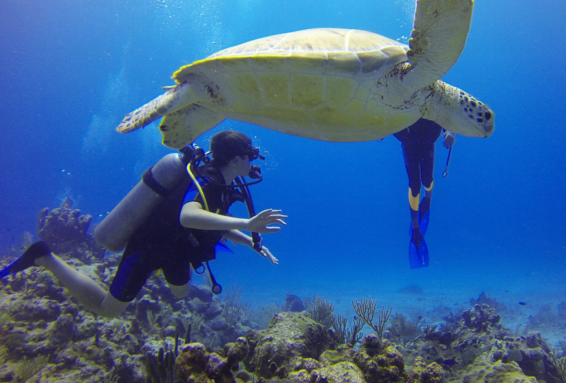 Diver and Turtle