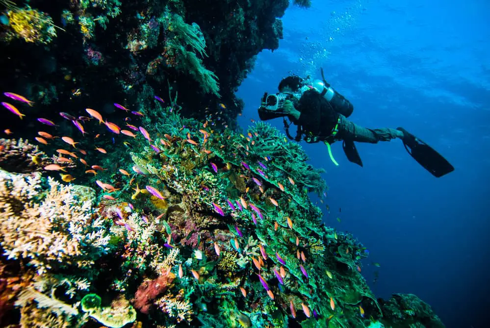 Scuba sightseeing under water