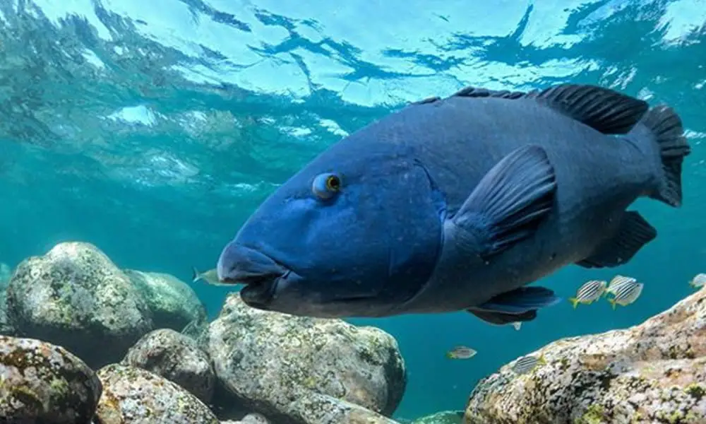 Underwater video and photo when scuba diving