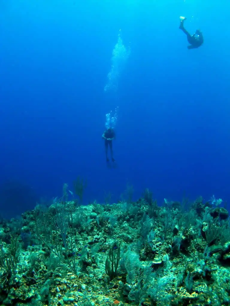 What can you do to avoid leg cramps while scuba diving