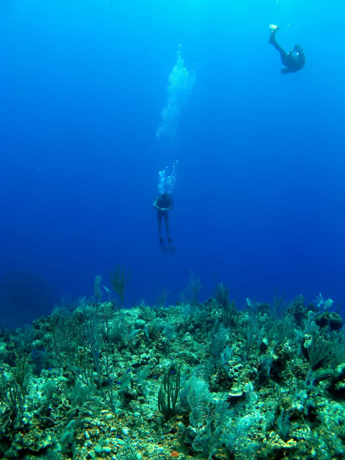 Avoid These Scuba Diving Mistakes In 2024 (Steph'S Tips) - gdklwzq