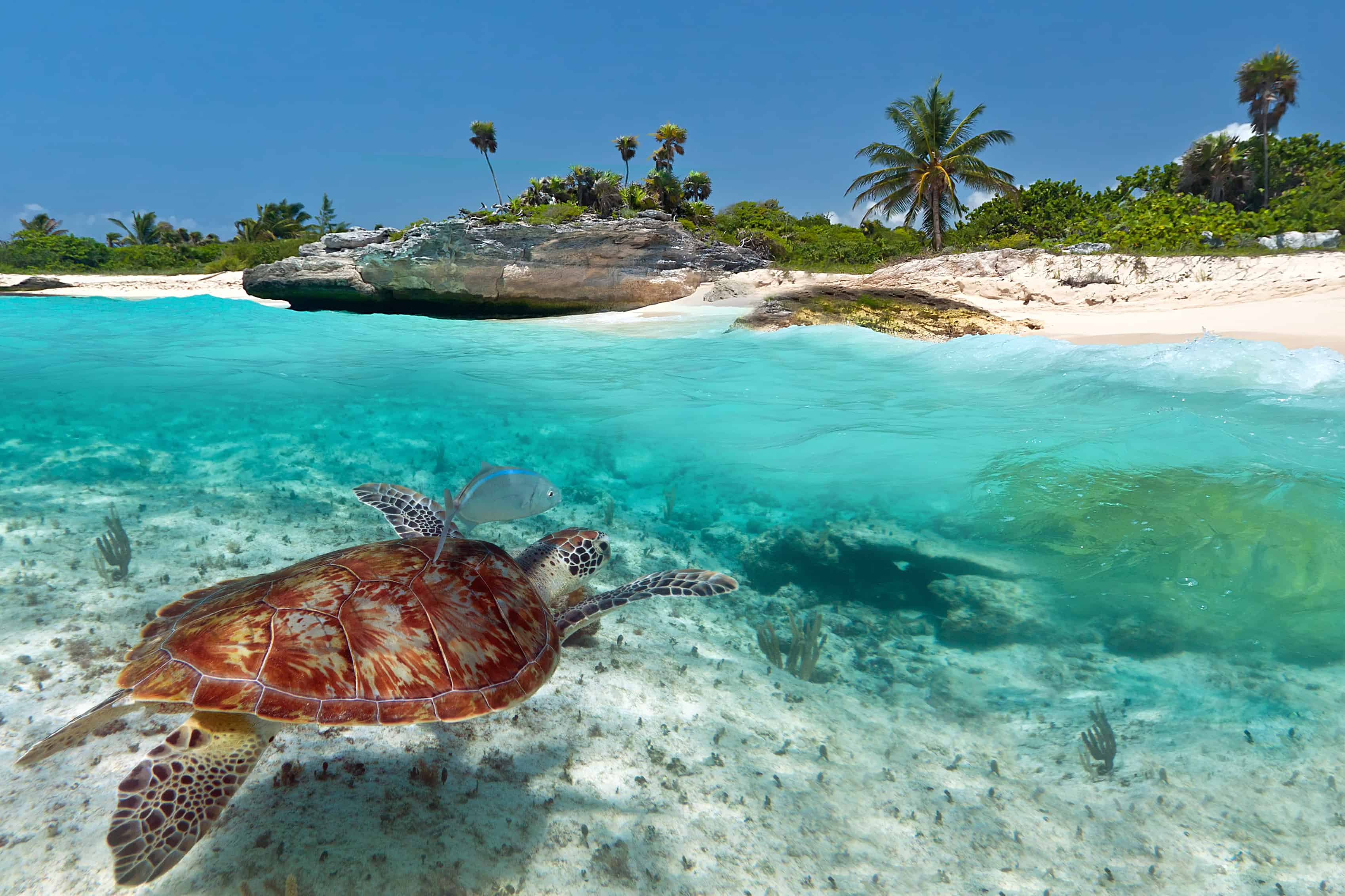 Best Places To Snorkel In The Caribbean Best Places To Snorkel In The Caribbean