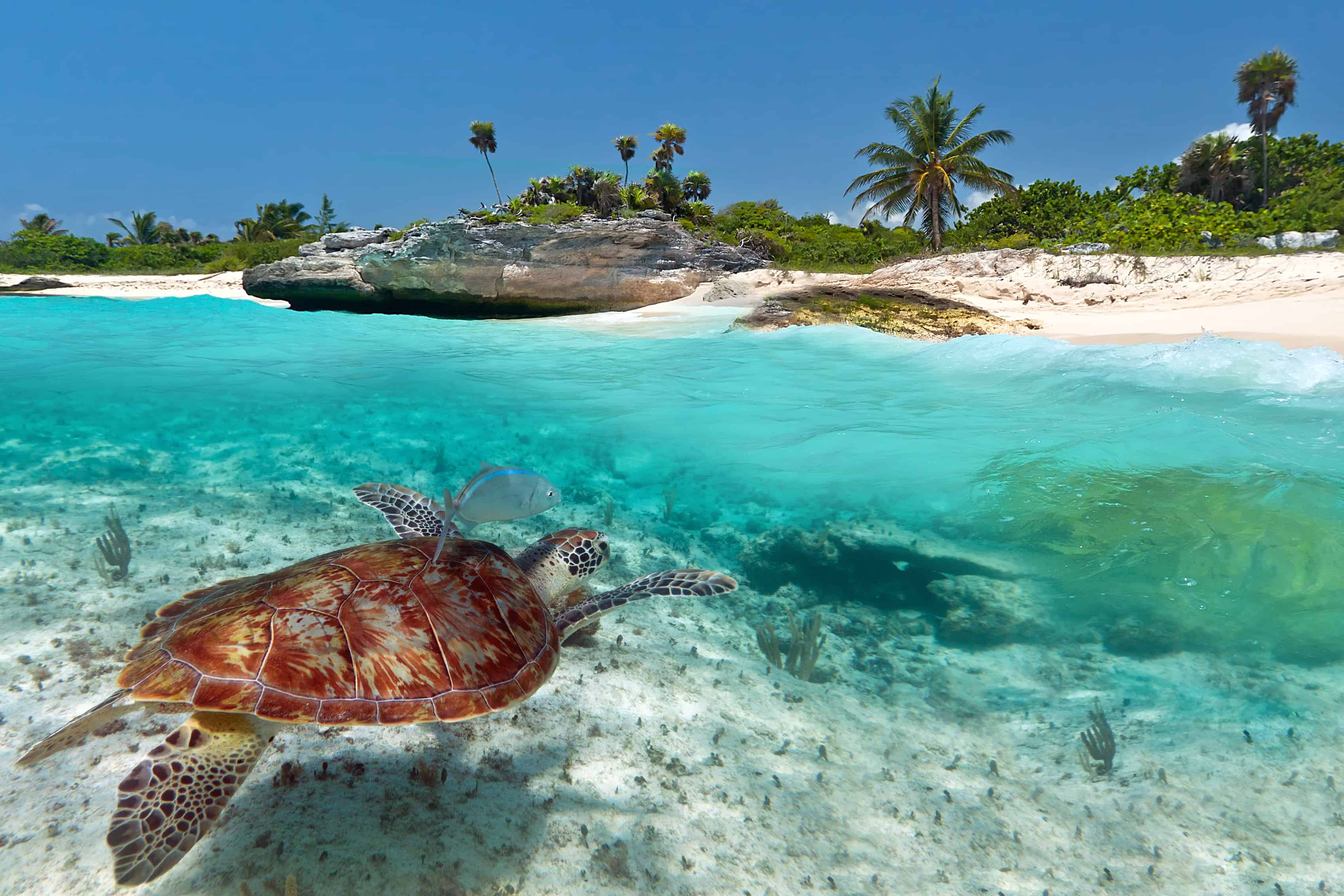 Best Places To Snorkel In The Caribbean