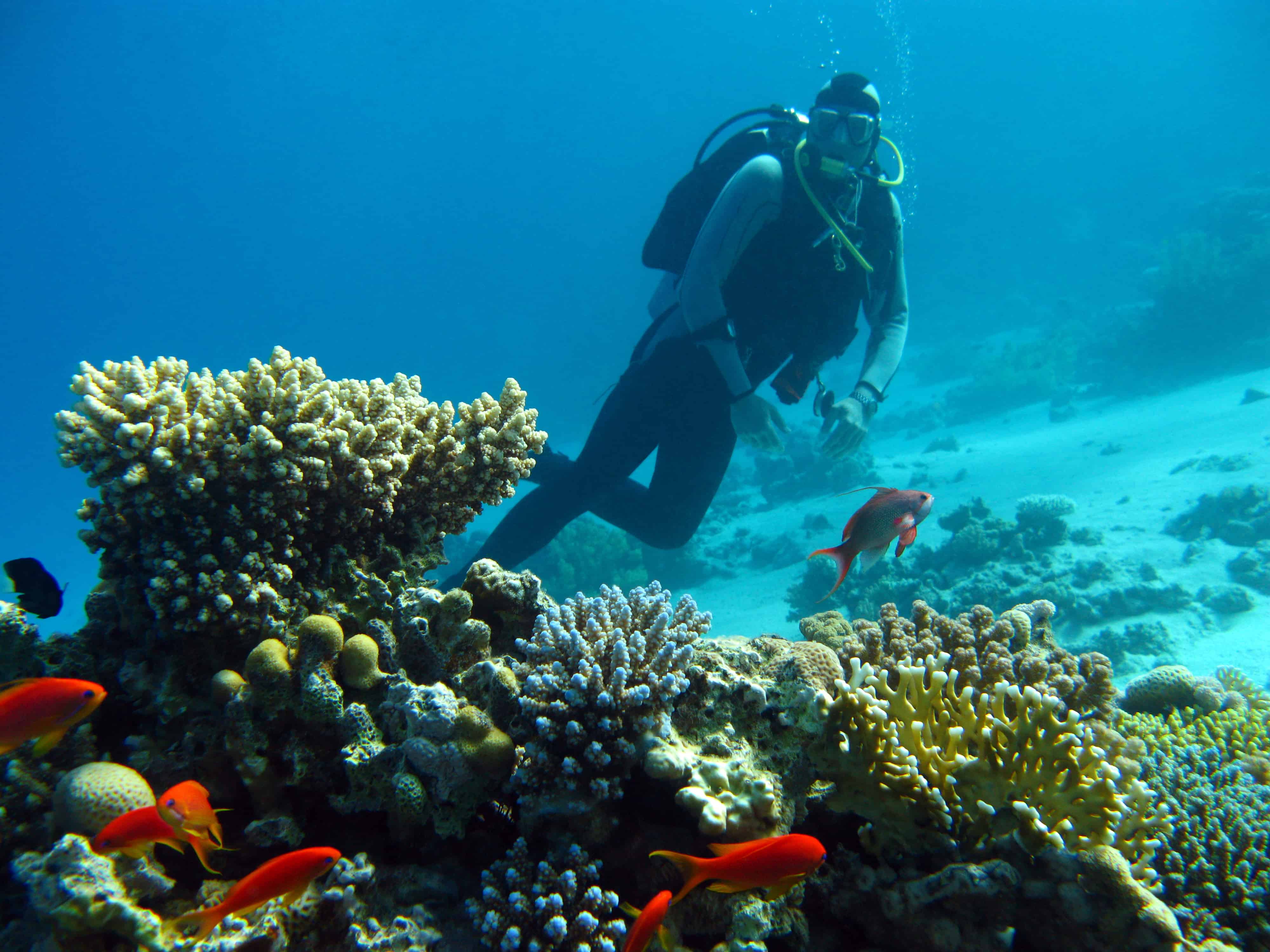 Liberal Dive Computer Algorithm Liberal Dive Computer Algorithm