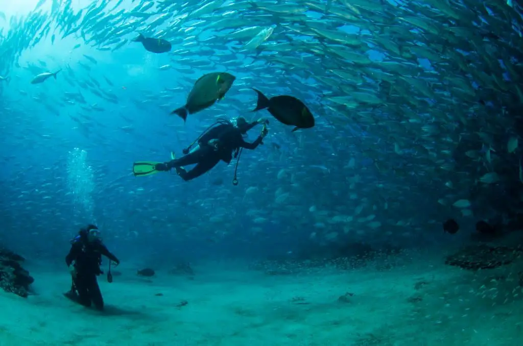 Diving with the Cressi Leonardo or the Suunto Zoop Novo