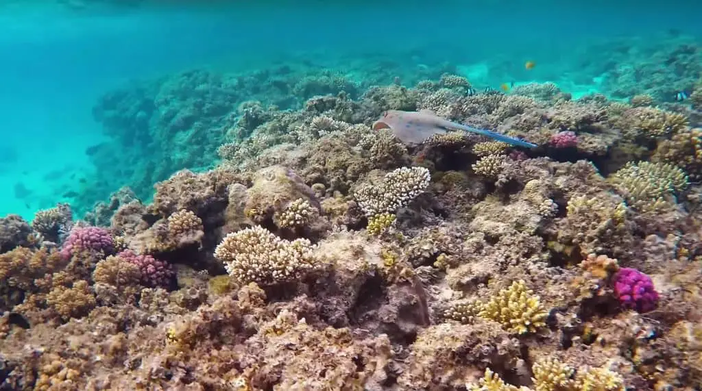 Children Snorkeling with whole-face goggles