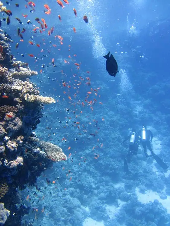 Coral reef scuba diving