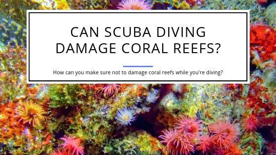 Can Scuba Diving Damage Coral Reefs