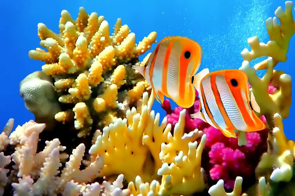 Coral reefs can be damaged by scuba divers