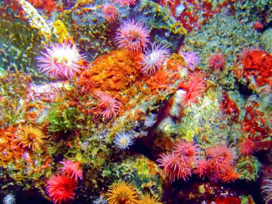 Does Scuba Diving kill corals?