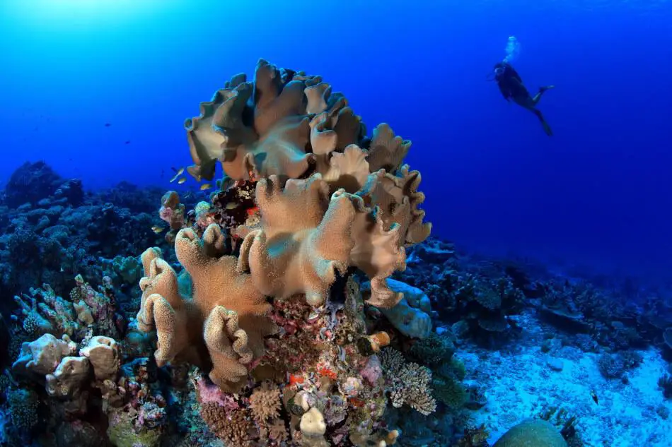 How damaging can scuba diving be for coral reefs