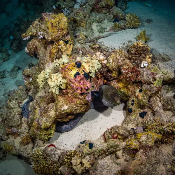 Fascinating creatures to see when night snorkeling