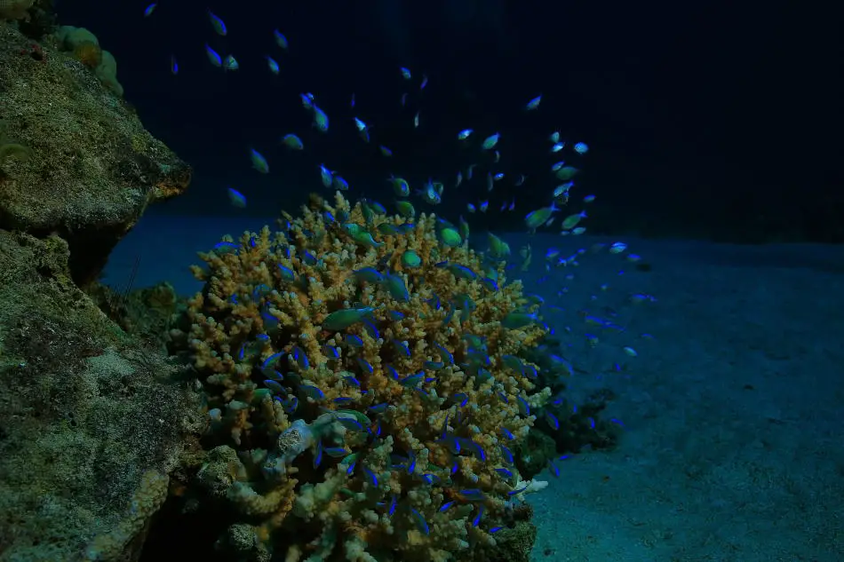 Making Photos and Videos during a night snorkel trip