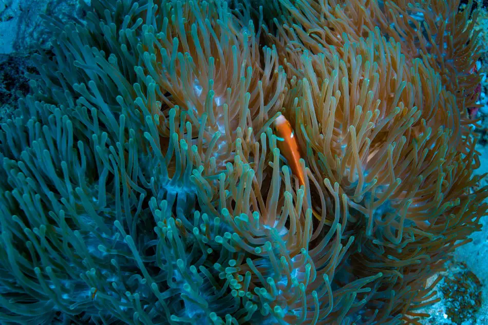 Underwater sights during night snorkeling