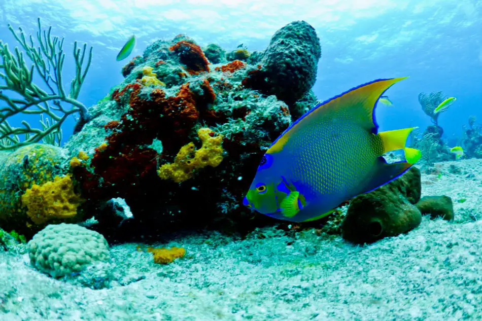 Angelfish in Reef off of Belize