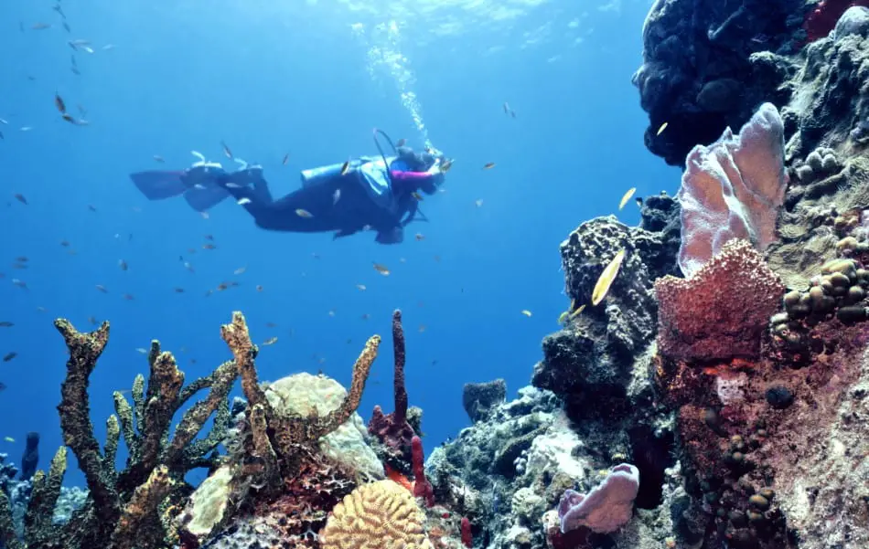 Belize Coral Reefs