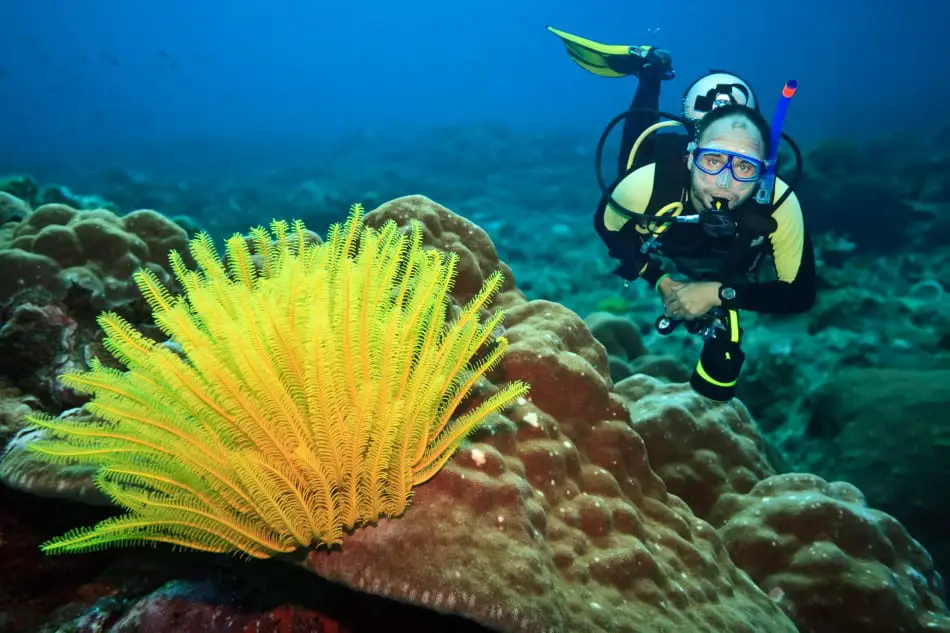 Best Diving Spots in the Caribbean