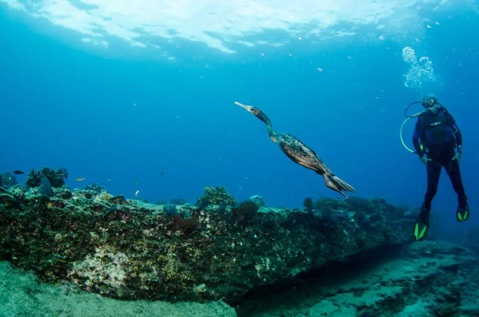 Diving in Belize