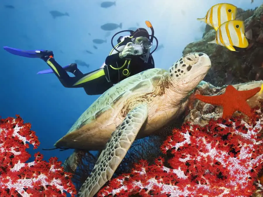 Diving with Turtles in the Caribbean