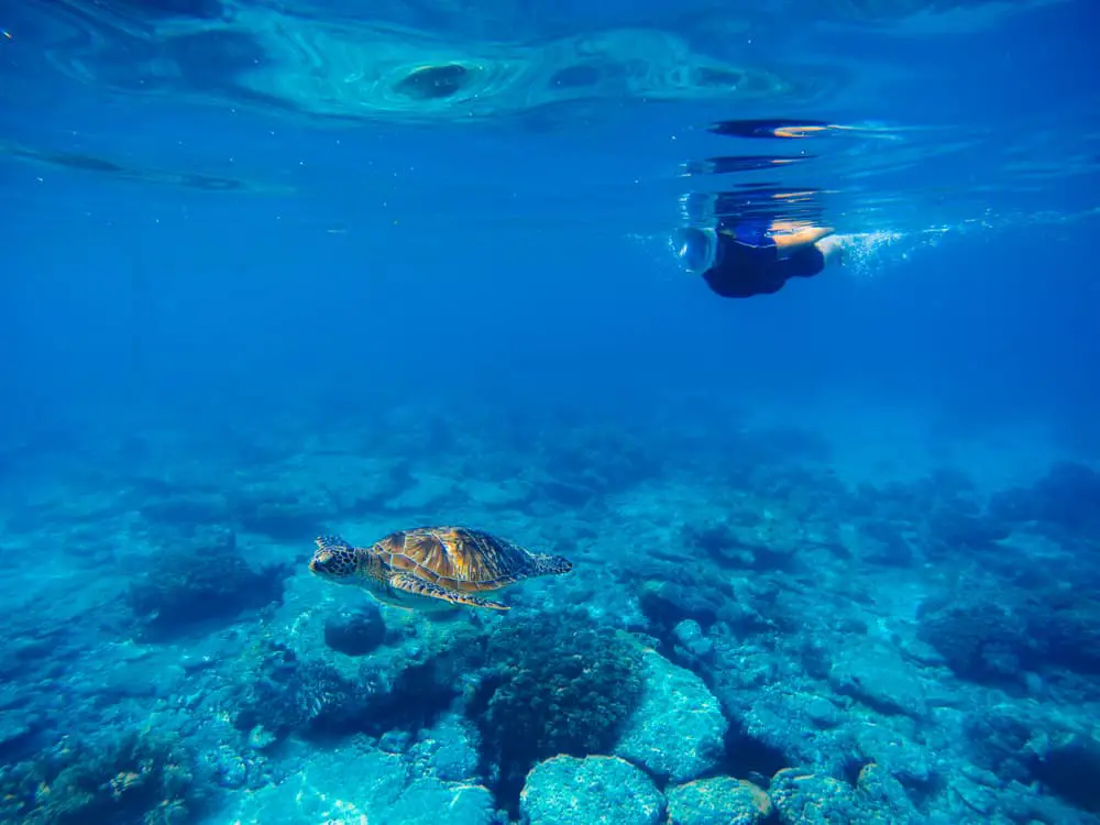 Safest ways to snorkel with a maks that covers the whole face