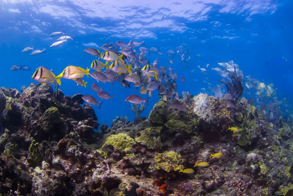 Aquatic life to be seen when rebreather diving