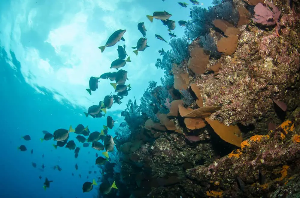 Baja California Reef