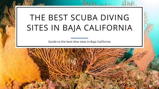 Best Scuba Diving Sites in Baja California