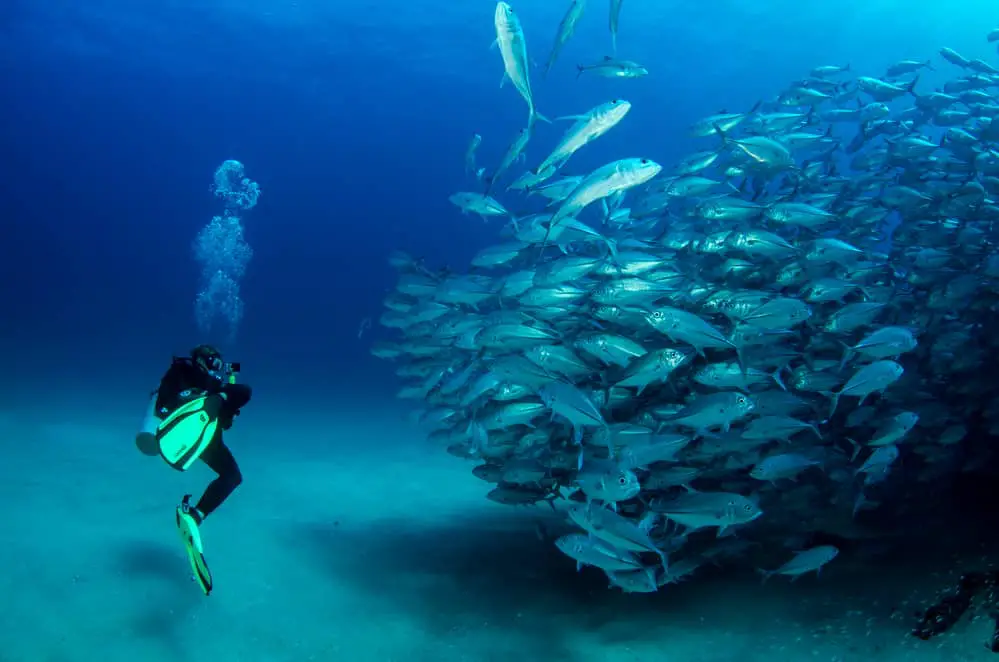 Diving with Fish in Baja California