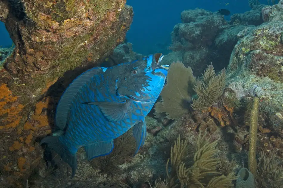 Florida Keys Scuba Diving