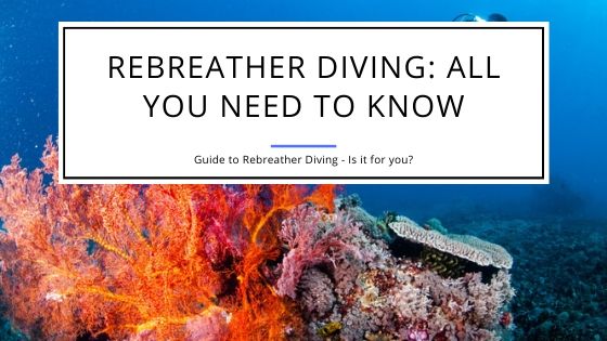 Rebreather Diving All You Need to Know