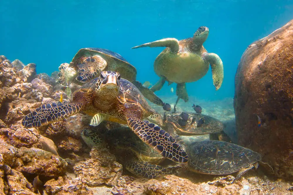 See Hawaiian Green Sea Turtles when diving