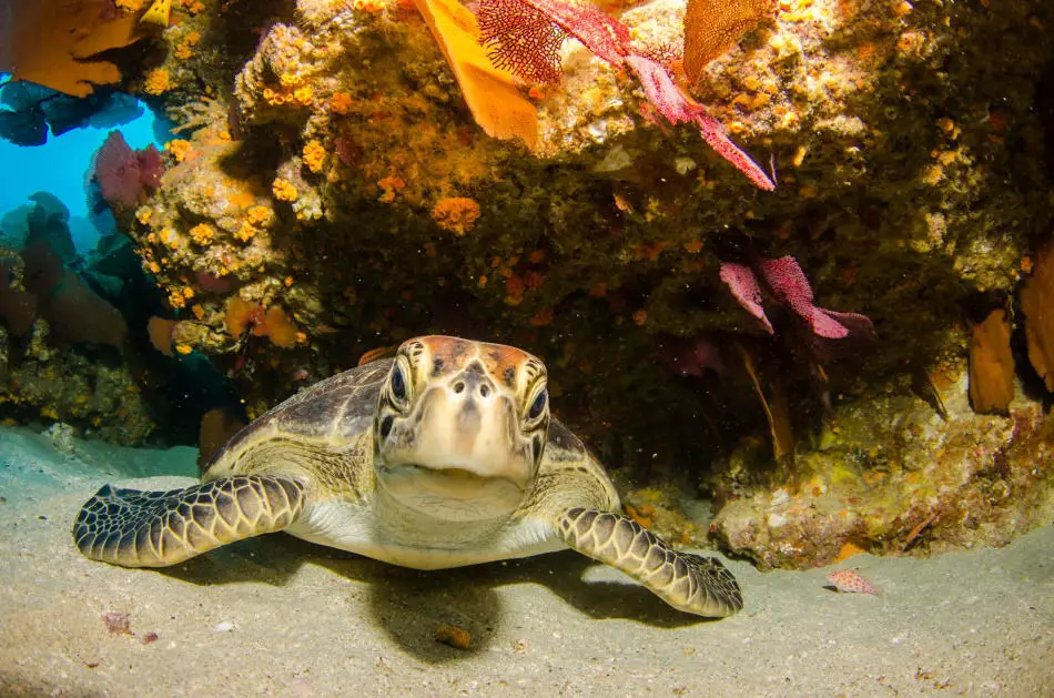 Unique underwater life when rebreather diving