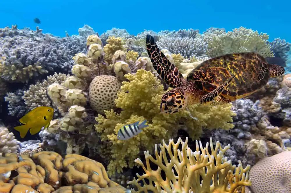 Aquatic Life at the Great Barrier Reef