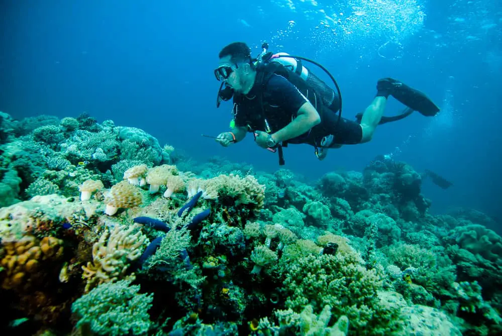Aquatic Wildlife in Bali