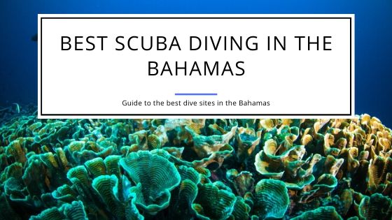 Find the Best Scuba Diving Locations in the Bahamas