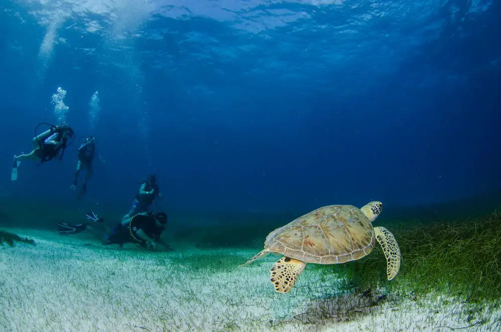 Costa Rica Aquatic Wildlife