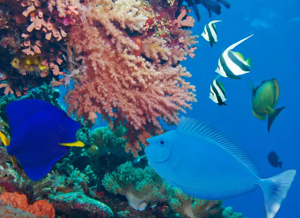 Diving in the Bahamas