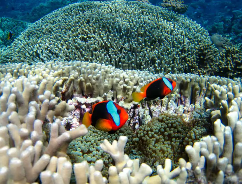 Nemo Fish on the Great Barrier Reef in Queensland, Australia