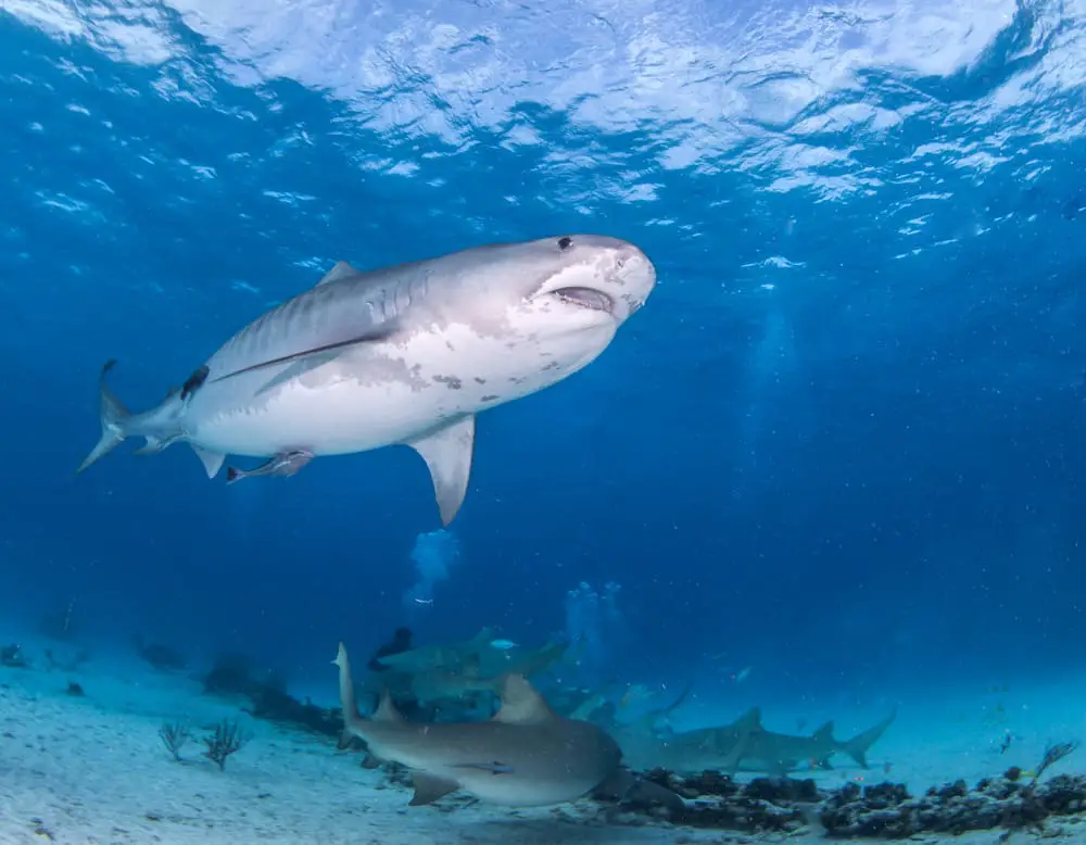 Diving with Tigershark in the Bahamas