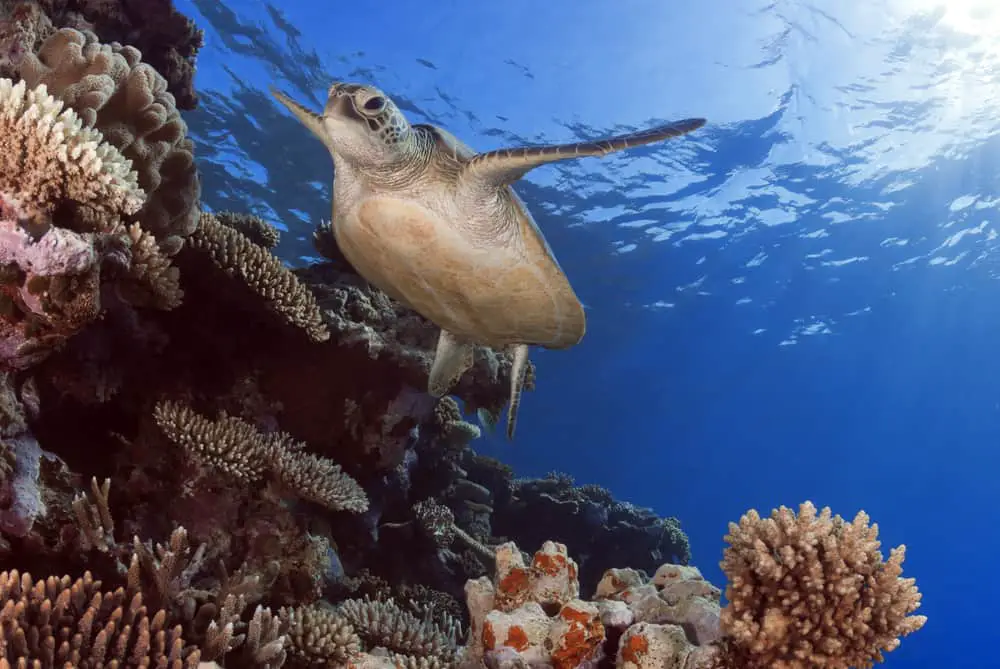 Turtle at the Great Barrier Reef