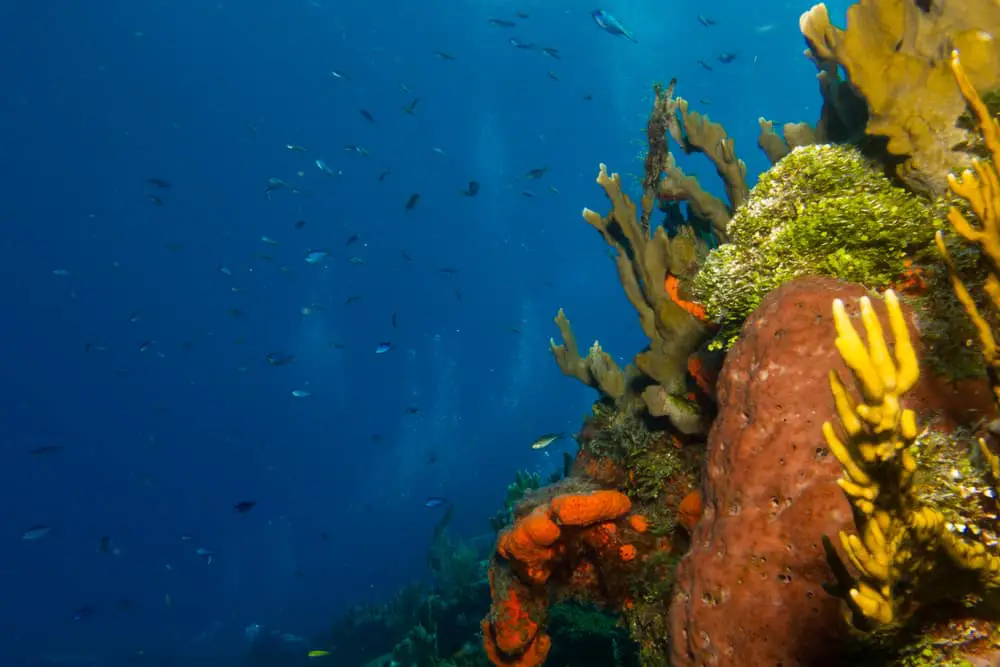 Underwater sights when scuba diving in Costa Rica