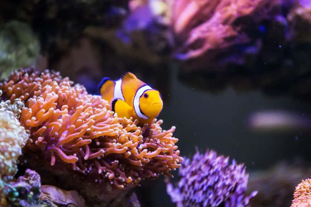 Clown fish in FIji