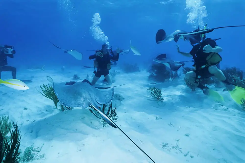 Diving with Stingrays in the Cayman Islands