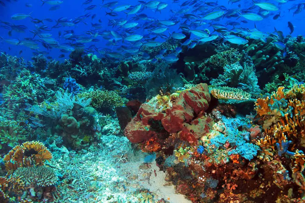 Fish over Komodo Coral Reef