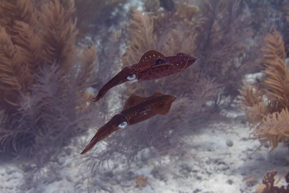 Aquatic Life Underwater in Aruba