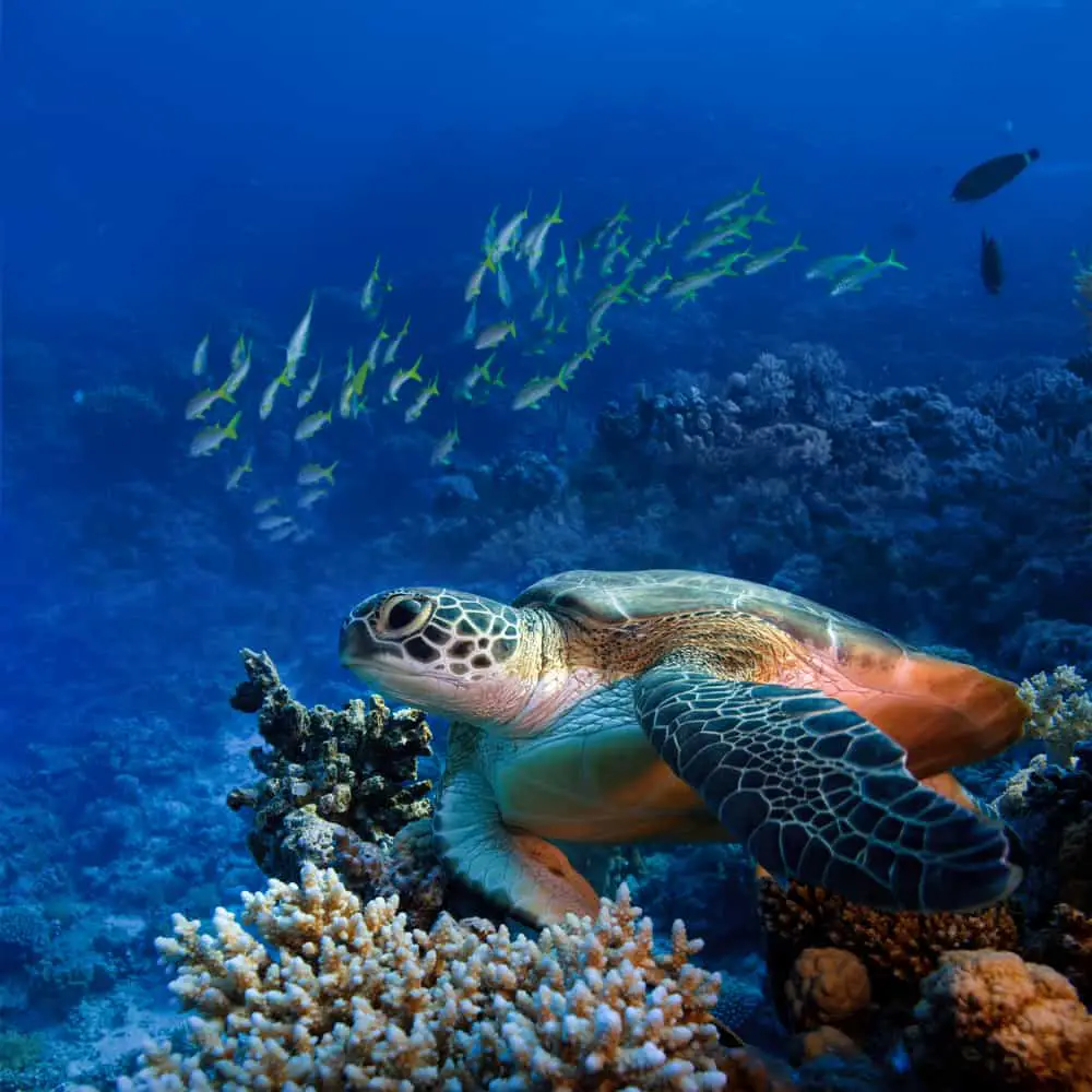 Sea Turtle - Galapagos