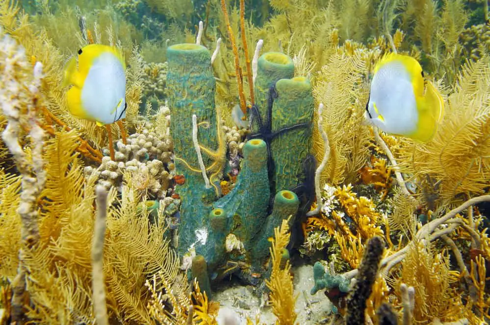 Underwater Sights when diving in Aruba