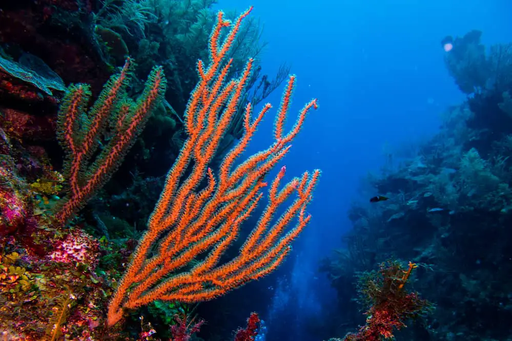 Bonaire Underwater World