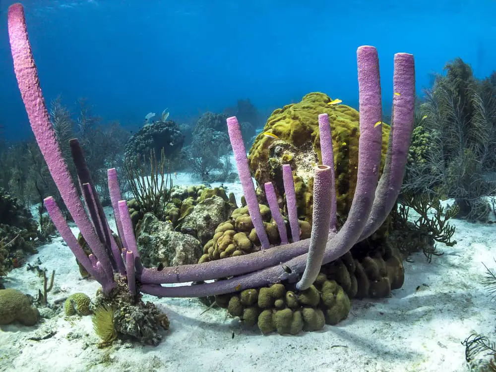 Coral reef slooping wall underwater off the coast of Bonaire